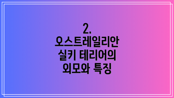 2. 오스트레일리안 실키 테리어의 외모와 특징