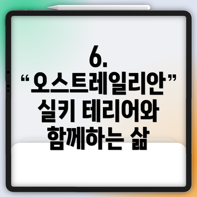 6. 오스트레일리안 실키 테리어와 함께하는 삶